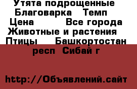 Утята подрощенные “Благоварка“,“Темп“ › Цена ­ 100 - Все города Животные и растения » Птицы   . Башкортостан респ.,Сибай г.